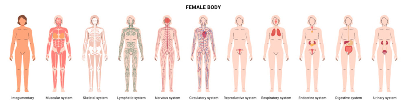 Female body systems. Vector integumentary and skeletal, muscular and nervous, endocrine and cardiovascular, lymphatic and immune, respiratory and digestive, urinary and reproductive organs set
