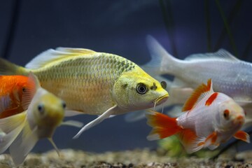 Fototapeta premium shoal of rare Cyprinus rubrofuscus fish breed, pet shop water garden aquarium, domesticated commercial nishikigoi hybrid mutation, Japan national symbol, outdoor pond koi carp, beginner aquarium care