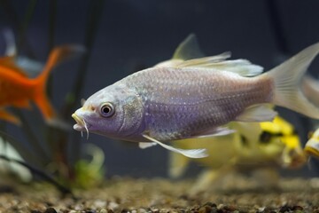 Cyprinus rubrofuscus breed at gravel bottom, pet shop water garden aquarium, domestic commercial...
