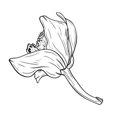 Vanilla flower, orchid phalaenopsis with large petals. Graphic line art hand drawn ink black and white illustration vector. Isolated object flower. For the cooking, spa, medicinal, tea, garden, beauty