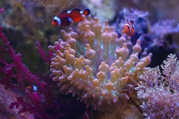 Fototapeta premium Entacmaea quadricolor orange anemone, ocellaris clownfish blur figure in fluorescent tentacle, iridescent animal, reef marine aquascape, beginner aquarist hobby, live rock hardscape, popular hardy pet