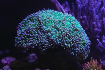 Euphyllia divisa green fluorescent tentacle, reef marine aquarium, coquina stone live rock aquascape ecosystem, popular pet in LED blue light, coral farming propagation, hardy pet professional care