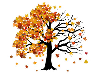 half autumn and half bare tree vector illustration showing seasonal change with colorful leaves and falling foliage, isolated on a white background, concept of transition.