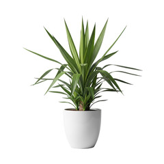 Vibrant, healthy Yucca plant with rich green, sword-shaped leaves in a white ceramic pot, perfectly lit on a clean transparent background, commercial product photography concept