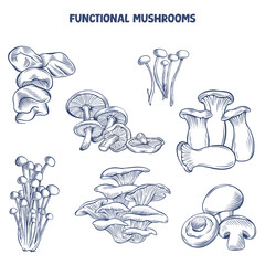 Hand drawn vector illustration of functional mushrooms in line art style