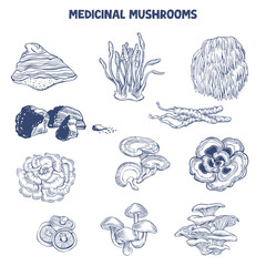 Hand drawn vector illustrations depicting various medicinal mushrooms in an engraving style
