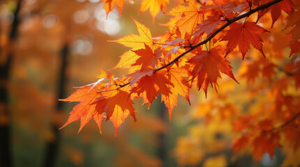 Autumn Foliage in the Air.