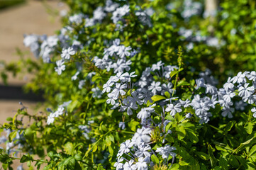 Blooming blue flowers in a sunny garden on a warm spring day