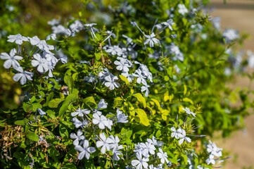 Vibrant blue flowers bloom in a sunny garden during spring, showcasing nature's beauty and colors