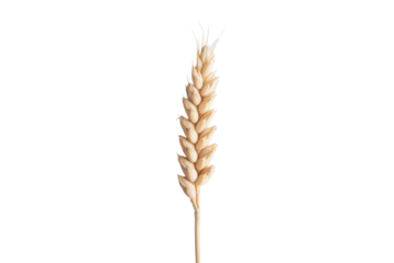 Single ripe wheat ear isolated on transparent background. Ear of wheat isolated on white background.