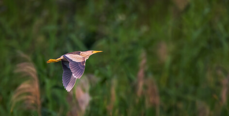 Ixobrychus minutus flies over the reeds and looks for food.