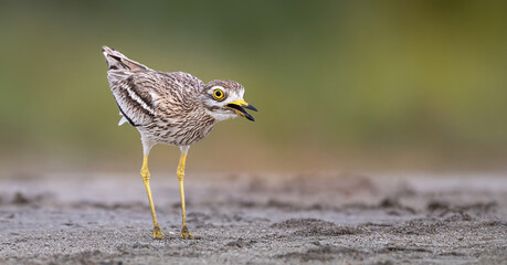 Eurasian Stone-curlew Burhinus oedicnemus camouflages itself perfectly in the grass.