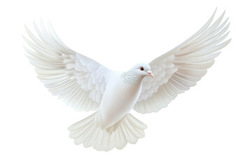 Obraz premium White pigeon with wings spread flying isolated on transparent background. Flying pigeon isolated on white background.