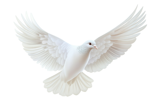 White pigeon with wings spread flying isolated on transparent background. Flying pigeon isolated on white background.