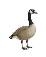 Canada Goose Bird, Pastel Isolated Bird Illustration , Ornithology Art, Elegant Water Bird Art for Nature Decor and Wildlife Design