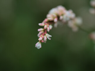 10月に咲いた小さくて可憐なアイの花