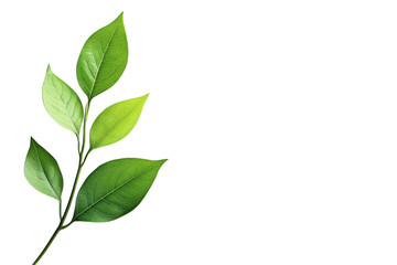 Obraz premium Green leaf branch isolated on transparent background. Green leaf isolated on white background.