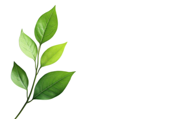 Green leaf branch isolated on transparent background. Green leaf isolated on white background.