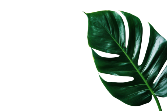Close up of a single glossy green monstera leaf isolated on transparent background. Green leaf isolated on white background.