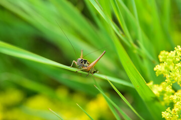 Closeup photo of a grasshopper sitting on a stalk
