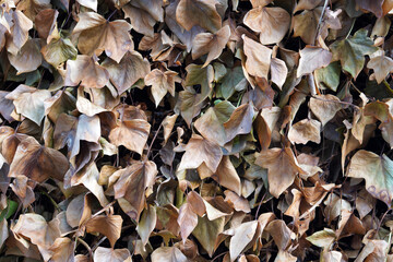 autumn. brown ivy leaf texture background