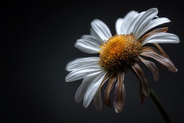 Obraz premium Wilting Daisy. Close-Up of Dying Daisy Symbolizing Breakup and Depression