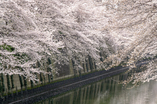 Spring Cherry Blossoms in Full Bloom along the River in Japan / 日本の川沿いに咲く満開の桜