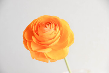 オレンジ色のラナンキュラス