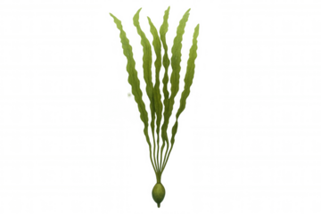 Green underwater plant, a type of seaweed kelp or marine algae, growing with transparent background