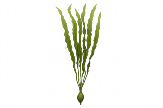 Green underwater plant, a type of seaweed kelp or marine algae, growing with transparent background