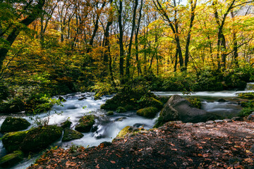 A vibrant autumn scene in Oirase Gorge, Japan, where crystal-clear water flows over moss-covered rocks beneath a canopy of golden and green leaves.