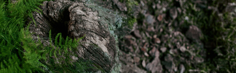 A huge stump with vivid moss on it amidst lively swampy area