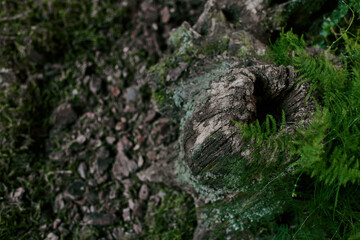 A piece of wood with moss in vivid green swampy forest