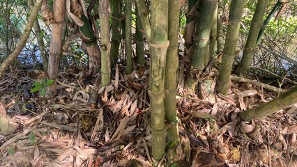 Bamboo Cluster with Dry Leaves on Ground