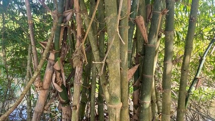 Dense Bamboo Clusters in Tropical Garden
