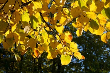 Sunlight filters through yellow autumn leaves. 