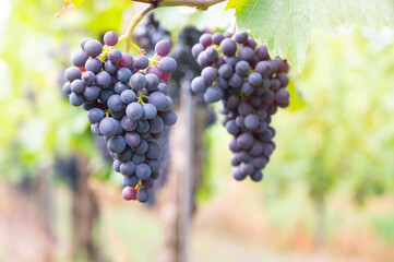 Blue grapevine, Pinot Noir grapes growing on vine, vineyard in Trier, Moselle Valley, Germany, agriculture at Mosel river, rhineland palatine