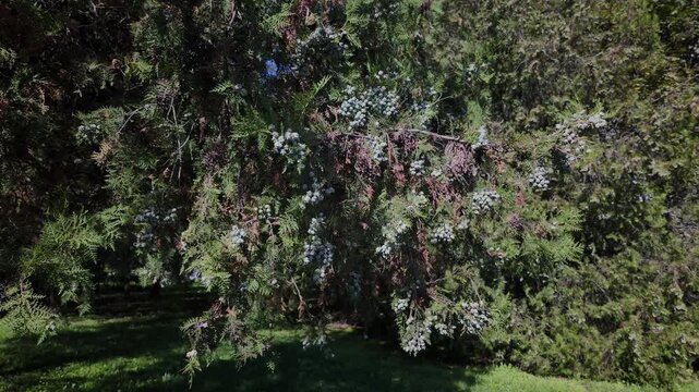 Juniper branches with berries in sunlight