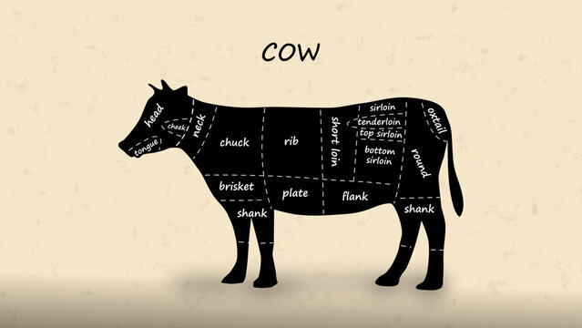 Detailed butcher diagram of cow showing all beef cuts and sections. Perfect for culinary guides, cooking, meat preparation, educational charts, and illustrations