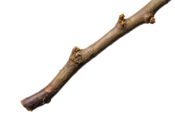 A weathered wooden staff with a knotty texture isolated on transparent background. Walking stick isolated on white background.
