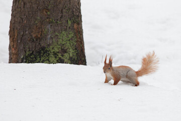 Red Squirrel Standing In The Snow In A Winter Forest