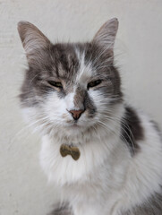 Fluffy grey and white cat squinting in soft natural light
