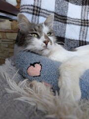 Cute Grey And White Cat Relaxing On A Cozy Blanket