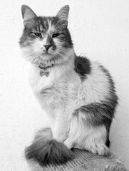 Black And White Portrait Of A Fluffy Domestic Cat