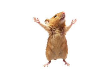 Cute rat standing with arms open wide isolated on transparent background. Mouse standing on hind legs gesturing with front paws isolate on white background.