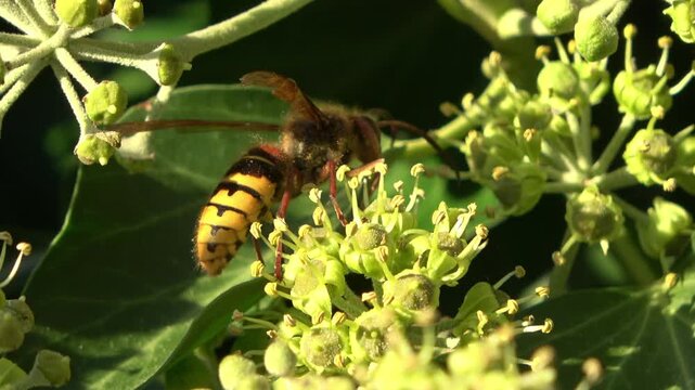 European hornet collecting nectar from green ivy flowers