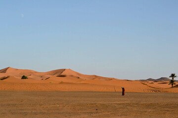 Golden sand dunes under a bright blue sky in the Sahara Desert.