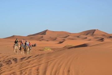 Golden sand dunes under a bright blue sky in the Sahara Desert.