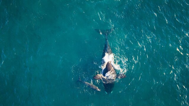 Aerial view of a southern right whale swimming with its calf in the clear waters off the Argentine coast.