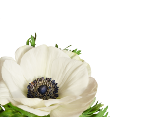 Closeup of white anemone flower isolated on white or transparent background. Corner arrangement.